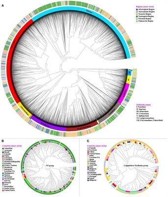 The geographic and phylogenetic structure of public DNA barcode databases: an assessment using Chrysomelidae (leaf beetles)